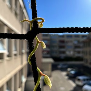 Fassadenbegrünung